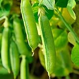 Sugar Snap Pea Garden Seeds - 5 Lbs - Non-GMO, Heirloom Vegetable Gardening Seed Photo, best price $33.91 ($0.42 / Ounce) new 2024