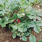 Alexandria Strawberry Seeds (20+ Seeds) | Non GMO | Vegetable Fruit Herb Flower Seeds for Planting | Home Garden Greenhouse Pack Photo, best price $3.69 ($0.18 / Count) new 2024