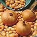 Foto Semillas vegetales100Pcs/Bag Vegetable Seeds suculentas cebolla nutritiva fresca de rápido crecimiento - Semillas de cebolla