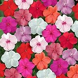 Outsidepride Impatiens Clear Mix - 100 Seeds Photo, best price $6.49 ($0.06 / Count) new 2024