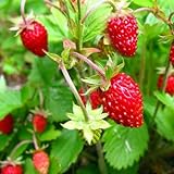 KIRA SEEDS - Alpine Strawberry Alexandria - Everbearing Fruits for Planting - GMO Free Photo, best price $8.96 ($0.09 / Count) new 2024