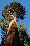 Seedeo® Anzuchtset Berg - Mammutbaum (Sequoiadendron giganteum) 50 Samen Foto, bester Preis 12,95 € neu 2024