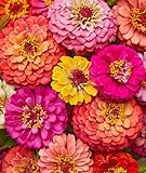 Burpee Cut & Come Again Zinnia Seeds 175 seeds Photo, best price $7.11 ($0.04 / Count) new 2024