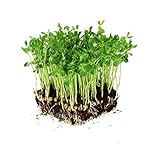 Dun Pea Seeds: 5 Lb - Bulk, Non-GMO Peas Sprouting Seeds for Vegetable Gardening, Cover Crop, Microgreen Pea Shoots Photo, best price $31.12 ($0.39 / Ounce) new 2024