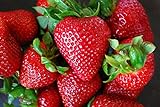 Organic Rustic Strawberry Seeds - 105 Count Photo, best price $4.39 new 2024