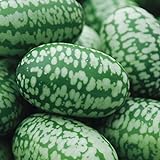 Cucamelon Seeds 35 Seed Pack Mexican Sour Gherkin, Mouse Melon 35 Seeds Photo, best price $4.98 ($0.14 / Count) new 2024