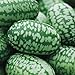 Photo Cucamelon Seeds 35 Seed Pack Mexican Sour Gherkin, Mouse Melon 35 Seeds