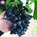 Foto plantas 50pcs / semillas de uva dedo raras bolso, semillas de frutas, uvas avanzadas de crecimiento natural bonsai deliciosas potted para el jardín de 3