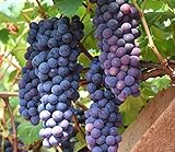 30+ Thompson Grape Seeds Vine Plant Sweet Excellent Flavored Green Grape Photo, best price $7.99 new 2024