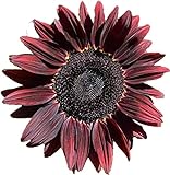 UtopiaSeeds Chocolate Cherry Sunflower Seeds - Beautiful Deep Red Sunflower Photo, best price $9.99 ($49.95 / Ounce) new 2024