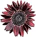 Photo UtopiaSeeds Chocolate Cherry Sunflower Seeds - Beautiful Deep Red Sunflower