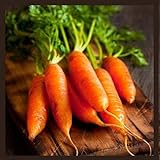 Little Finger Carrot Seeds | Heirloom & Non-GMO Carrot Seeds | Vegetable Seeds for Planting Outdoor Home Gardens | Planting Instructions Included Photo, best price $6.95 new 2024