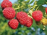 2 Joan J Raspberry Plants Everbearing Photo, best price $27.95 new 2024