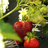 10 Chandler Strawberry Plants - Best southern strawberries, Organic, Junebearing Photo, best price $19.95 ($2.00 / Count) new 2024