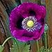 Photo Poppy Seeds - Laurens Grape - Packet, Purple, Flower Seeds, Open Pollinated, Attracts Pollinators, Dry Area Tolerant, Container Garden, Easy to Grow Maintain