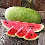 NIKA SEEDS - Fruit Watermelon Charleston Grey Green - 20 Seeds Photo, best price $8.95 ($0.45 / Count) new 2024
