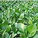 Photo 1000Pcs Choy Sum Yu Choy Chinese Flowering Cabbage Seeds