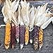 Foto Semillas de maíz, 1 bolsa de semillas de maíz fáciles de producir semillas de maíz de jardín coloridas y nutritivas para plantar al aire libre