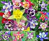 200+ Columbine McKana Giants Flower Seeds, Perennial, Aquilegia caerulea, Colorful, Attracts Bees and Hummingbirds! from USA Photo, best price $5.79 ($0.03 / Count) new 2024