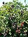 Photo BlackBerry Triple Crown Plants-Garden- Fruit-Thorn-Less-Live Plant-6pk by Grower's Solution