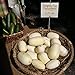 Photo Dragon Eggs Seeds for Planting - 20 Seeds - White Cucumber Seeds - Ships from Iowa, USA