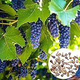 KOqwez33 Seeds for Garden Yard Potted Decoration,50Pcs/Bag Grape Seeds Phyto-Nutrients Rich Vitamins Perennial Indoor Potted Fruit Seeds for Garden - Grape Seeds Photo, best price $1.50 new 2024