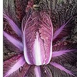 David's Garden Seeds Cabbage Merlot 9797 (Red) 50 Non-GMO, Hybrid Seeds Photo, best price $4.45 new 2024