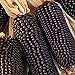 Foto Semillas de maíz negro, 1 bolsa de semillas de maíz dulce natural ligero de maíz rústico Ideal Semilla para jardinería regalo al aire libre