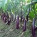 Foto 100 piezas semillas de berenjena larga blancos asiáticos semillas de frutas y verduras planta alta tasa de germinación para el hogar y jardín planta fácil de cultivar