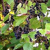 Wild Grape Vine Seeds (Vitis riparia) 10+ Michigan Wild Grape Seeds in FROZEN SEED CAPSULES for The Gardener & Rare Seeds Collector, Plant Seeds Now or Save Seeds for Years Photo, best price $14.95 new 2024