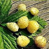 Seeds Alpine Strawberry Yellow Everbearing Indoor Berries Fruits for Planting Non GMO Photo, best price $8.99 new 2024
