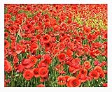 Red Flanders Poppies - 50,000 Flanders Poppy Seeds - Marde Ross & Company Photo, best price $11.99 ($0.00 / Count) new 2024