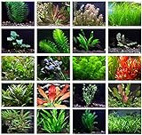 Texas Aquarium Plant Bundle - 20 Species Live Aquarium Plants Package Photo, best price $64.88 ($3.24 / Count) new 2024