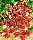 CEMEHA SEEDS - Alpine Strawberry Baron Solemakher Everbearing Berries Indoor Non GMO Fruits for Planting Photo, best price $8.95 ($0.09 / Count) new 2024