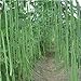 Foto Meterbohne/Spargelbohne 50 x Samen aus Portugal 100% Natursamen/Massenträger Bohnensamen Bohnen Samen Saatgut