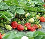 Strawberry Seeds 250 PCS for Planting in Pots Non GMO Photo, best price $9.99 ($0.04 / Count) new 2024