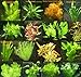 Foto 7 Bund - ca. 45 Wasserpflanzen + Dünger, gegen Algenwachstum, leichte Pflege, Bunte Farben - Mühlan
