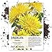 Photo Seed Needs, Dandelion Herb (Taraxacum officinale) Bulk Package of 10,000 Seeds Non-GMO