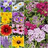 Seed Needs, Butterfly Attracting All Perennial Wildflower Mixture, 30,000 Seeds Bulk Package (99% Pure Live Seed) Photo, best price $11.99 ($0.00 / Count) new 2024