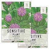 Seed Needs, Sensitive Plant (Mimosa pudica) Twin Pack of 100 Seeds Each Photo, best price $8.85 ($0.04 / Count) new 2024