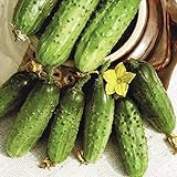 Seeds Cucumber Parisian Gherkin Pickling Heirloom Vegetable for Planting Non GMO Photo, best price $6.99 new 2024
