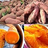 Sweet Potato Seeds Photo, best price $11.99 new 2024