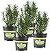 Photo Bonnie Plants Rosemary Live Edible Aromatic Herb Plant - 4 Pack, Perennial In Zones 8 to 10, Great for Cooking & Grilling, Italian & Mediterranean Dishes, Vinegars & Oils, Breads