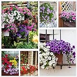 Petunia Seeds80000+Pcs 'Colour-Themed Collection'(Rainbow Colors) Perennial Flower Mix Seeds,Flowers All Summer Long,Hanging Flower Seeds Ideal for Pot Photo, best price $10.88 new 2024