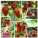 Photo Red Strawberry Climbing Strawberry Fruit Plant Seeds Home Garden New 300 pcs