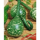 Long Handle Dipper Gourd Seeds for Planting - 20 Seeds Photo, best price $8.28 ($0.41 / Count) new 2024