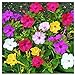Photo 80 Mixed Four O'Clock Seeds - Tender Perennial That Reseeds Easily