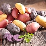 Organic US Grown Potato Medley Mix - 10 Seed Potatoes Mixed Colors Red, Purple and Yellow from Easy to Grow Bulbs TM Photo, best price $13.99 new 2024