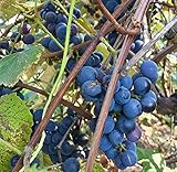 Concord Grape Seeds (Vitis labrusca 'Concord') 10+ Organic Michigan Concord Grape Vine Seeds in FROZEN SEED CAPSULES for The Gardener & Rare Seeds Collector - Plant Seeds Now or Save Seeds for Years Photo, best price $14.95 new 2024
