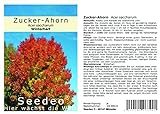Seedeo® Zucker-Ahorn (Acer saccharum) 20 Samen Foto, bester Preis 3,50 € neu 2024